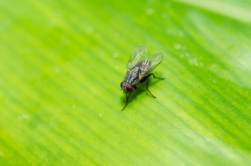fly in green nature