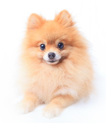 pomeranian dog sitting in front of white