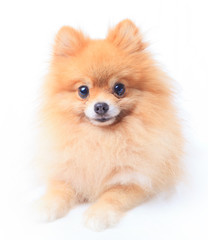 Obraz premium pomeranian dog sitting in front of white