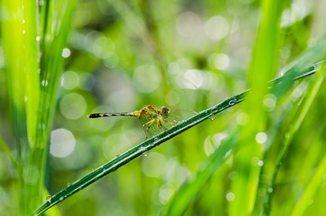 dragonfly and sunlight in garden