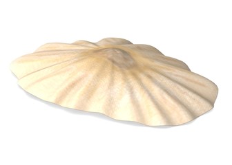 3d render of sea shell