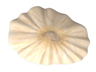 3d render of sea shell