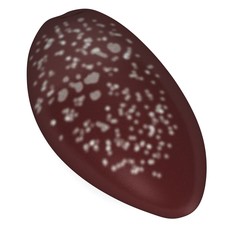 3d render of sea shell