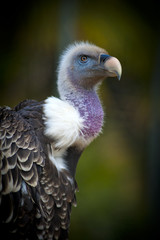 griffon vulture