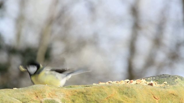 parus major