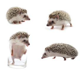 hedgehog in front of a white background