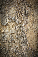 Tree's texture