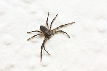Spinne an der Wand