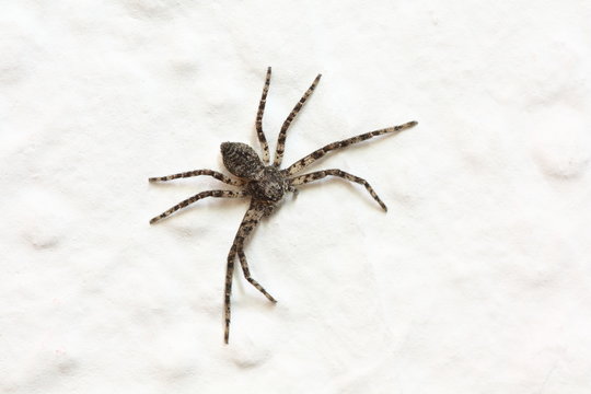 Spinne an der Wand
