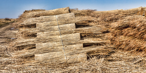 Thatching reed straw for roofing