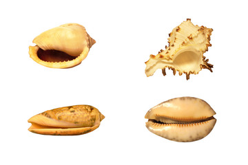 Sea shells on a white background