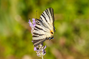 Old World Swallowtail on lavender flowers