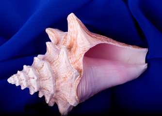 Beautiful exotic shell on blue background