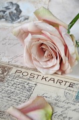 Vintage rose