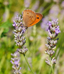 Butterfly on lavender flowers