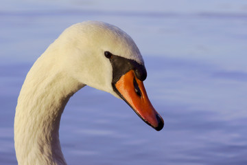 Głowa białego łabędzia © GKor