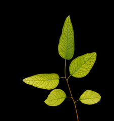 Eucalyptus branch