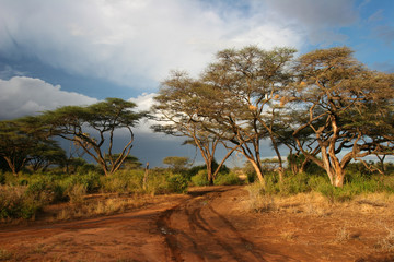Landscape of Samburu before storm, Samburu, Kenya