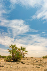 Fototapeta na wymiar Widok krajobraz z palmami w tle, Kenia