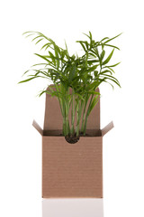 Baby Palm in box