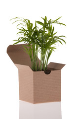Baby Palm in box