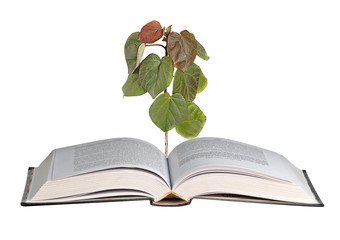 tree growing from open book