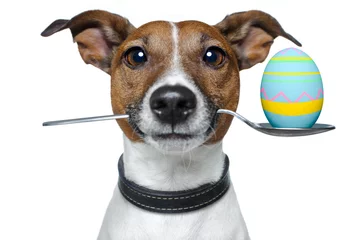 Photo sur Aluminium Chien fou dog with spoon and easter egg