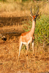 Naklejka premium Impala standing in the bush of Samburu, Kenya