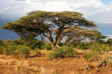 Naklejka premium Krajobraz Samburu przed burzą, Samburu, Kenia