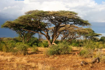 Türaufkleber Landscape of Samburu before storm, Samburu, Kenya © wrobel27