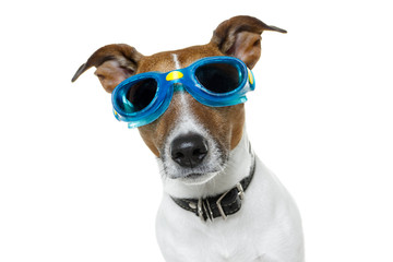 Dog with blue goggles