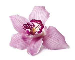 Türaufkleber Orchidee Rosa Orchidee auf weißem Hintergrund