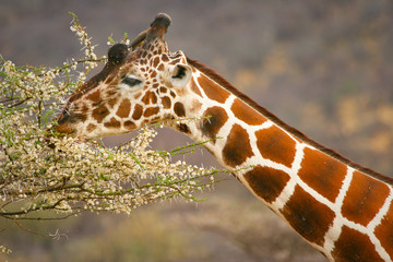 Graceful giraffe eating branch of the tree , Samburu, Kenya © wrobel27