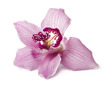 Fototapeta Pink orchid on a white background