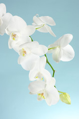Orchid branch
