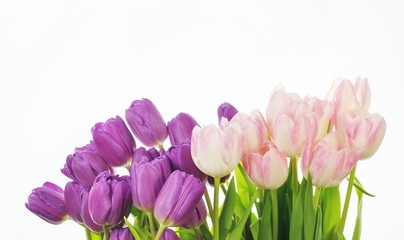 Tulpen