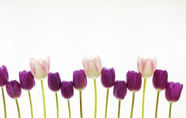 Tulpen