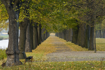 Fototapeta na wymiar Lonely Avenue w parku jesienią