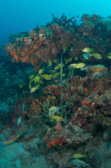 Colorful FIsh on a Tropical Coral Reef