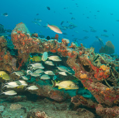 Fototapeta premium Colorful FIsh on a Tropical Coral Reef