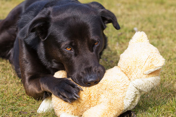 Hund mit Kuscheltier