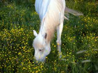 Horse grazed on a meadow