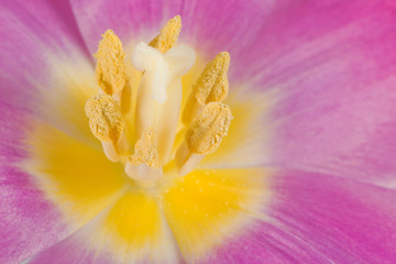 Blüte lilane Tulpe