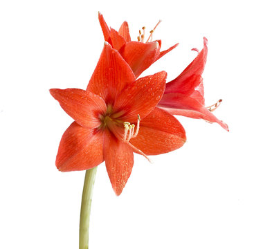 red flower of the lily