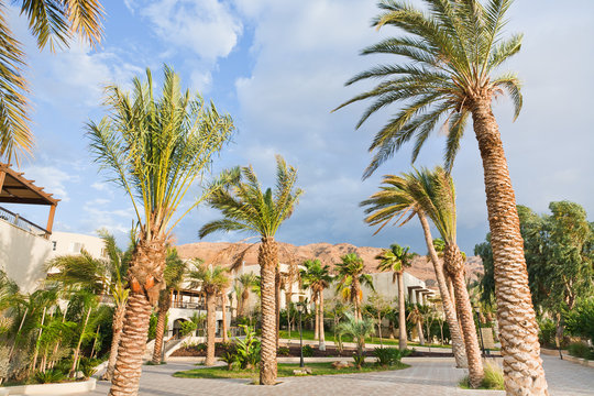 palm trees under wind in resort