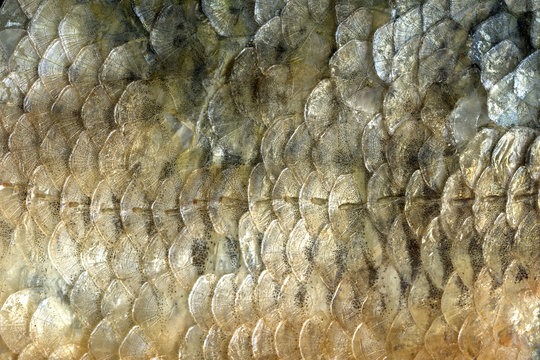 The fish scales close up