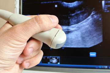 Microconvex ultrasound probe with veterinary abdominal scan - obrazy, fototapety, plakaty