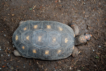 Turtle top view