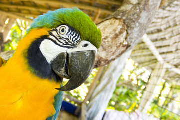 Blue and yellow macaw high detail