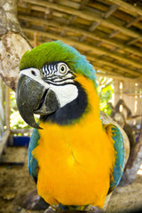 Blue and yellow macaw close-up